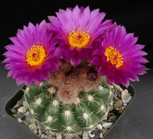 Load image into Gallery viewer, Parodia werneri