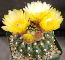 Load image into Gallery viewer, Parodia uebelmanniana var. flaviflora