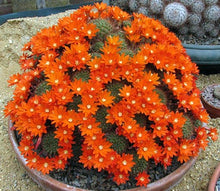 Load image into Gallery viewer, Rebutia donaldiana