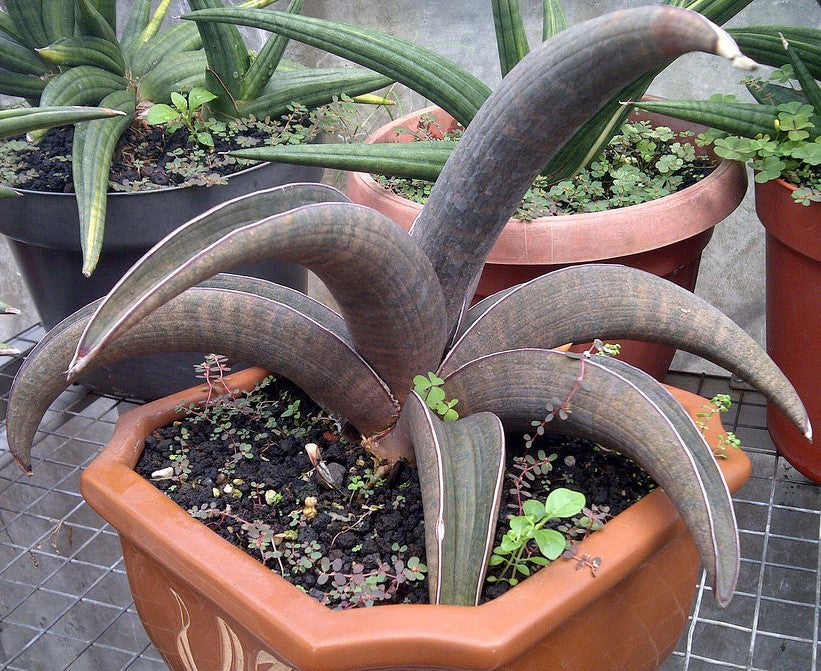 Sansevieria halii 'Pink Baseball Bat' *Three Growing Points