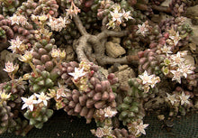 Load image into Gallery viewer, Sedum furfuraceum