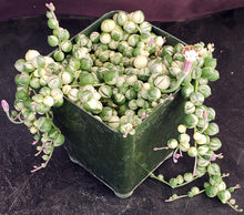 Load image into Gallery viewer, Senecio rowleyanus 'variegata' Variegated