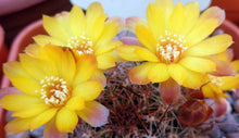 Load image into Gallery viewer, Sulcorebutia veronikae (A)