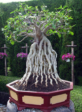 Load image into Gallery viewer, Adenium 'Thai Socotranum'