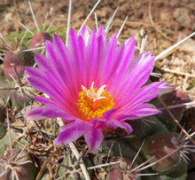 Load image into Gallery viewer, Thelocactus rinconensis