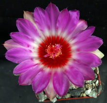 Load image into Gallery viewer, Thelocactus schwarzii