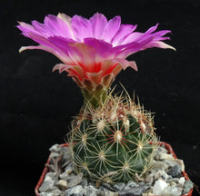 Load image into Gallery viewer, Thelocactus schwarzii