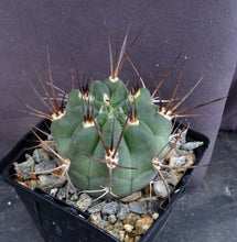 Load image into Gallery viewer, Acanthocalycium hoevenii *Amazing flowers*
