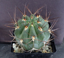 Load image into Gallery viewer, Acanthocalycium hoevenii *Amazing flowers*