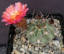 Load image into Gallery viewer, Acanthocalycium hoevenii *Amazing flowers*