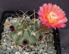 Load image into Gallery viewer, Acanthocalycium hoevenii *Amazing flowers*