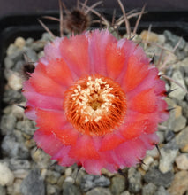 Load image into Gallery viewer, Acanthocalycium hoevenii *Amazing flowers*