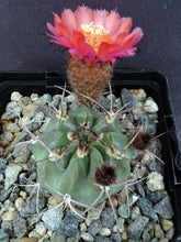 Load image into Gallery viewer, Acanthocalycium hoevenii *Amazing flowers*