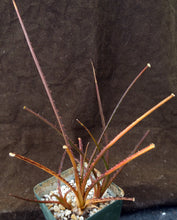 Load image into Gallery viewer, Acanthostachys pitcairnioides