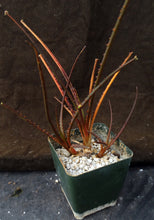 Load image into Gallery viewer, Acanthostachys pitcairnioides