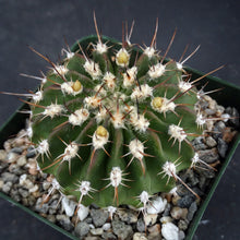 Load image into Gallery viewer, Acanthocalycium spiniflorum