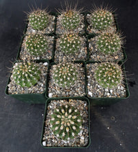 Load image into Gallery viewer, Acanthocalycium spiniflorum