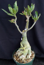 Load image into Gallery viewer, Adenium 'Black Widow' *Big Plants!* Grafted Hybrid (6)
