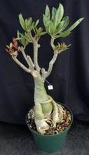 Load image into Gallery viewer, Adenium 'Black Widow' *Big Plants!* Grafted Hybrid (6)