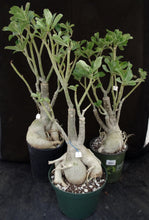 Load image into Gallery viewer, Adenium 'Mahasettee' *Big Plants!* Grafted Hybrid (15)