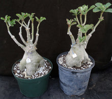 Load image into Gallery viewer, Adenium 'Mahasettee' *Big Plants!* Grafted Hybrid (15)