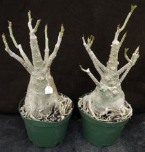 Load image into Gallery viewer, Adenium 'Mahasettee' *Big Plants!* Grafted Hybrid (15)