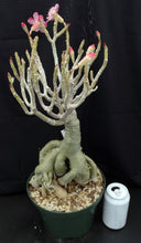 Load image into Gallery viewer, Adenium 'Sai Fah' *Big Plants!* Grafted Hybrid (5)