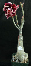 Load image into Gallery viewer, Adenium 'Golden Year' Grafted Hybrid (2)