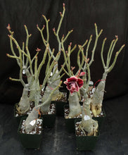 Load image into Gallery viewer, Adenium 'Golden Year' Grafted Hybrid (2)