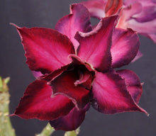 Load image into Gallery viewer, Adenium 'Millionaire Purple' *Big Plant!*Grafted Hybrid (B)