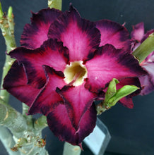 Load image into Gallery viewer, Adenium 'Millionaire Purple' *Big Plant!*Grafted Hybrid (B)