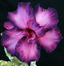 Load image into Gallery viewer, Adenium 'Muang Maharab' aka Black Purple *Big Plant!* Grafted Hybrid