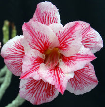 Load image into Gallery viewer, Adenium 'Sai Fah' *Big Plants!* Grafted Hybrid (5)