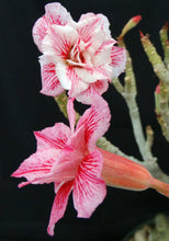 Load image into Gallery viewer, Adenium 'Sai Fah' *Big Plants!* Grafted Hybrid (5)