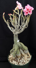 Load image into Gallery viewer, Adenium 'Sai Fah' *Big Plants!* Grafted Hybrid (5)