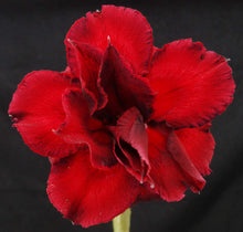 Load image into Gallery viewer, Adenium 'Siam Aurora' Variegated! Grafted Hybrid (A)