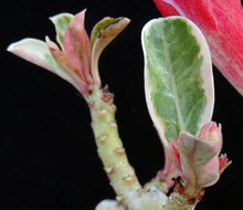 Load image into Gallery viewer, Adenium 'One in a Million' Variegated! Grafted Hybrid (A)
