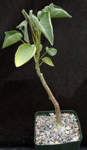 Load image into Gallery viewer, Adenia volkensii