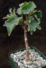 Load image into Gallery viewer, Adenia volkensii