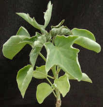 Load image into Gallery viewer, Adenia volkensii