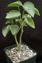 Load image into Gallery viewer, Adenia volkensii