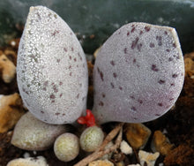 Load image into Gallery viewer, Adromischus marianae var. hallii