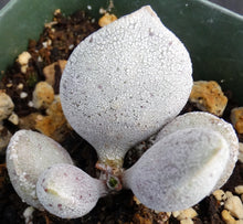 Load image into Gallery viewer, Adromischus marianae var. hallii