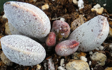 Load image into Gallery viewer, Adromischus marianae var. hallii