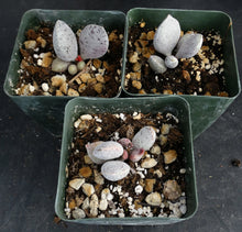 Load image into Gallery viewer, Adromischus marianae var. hallii