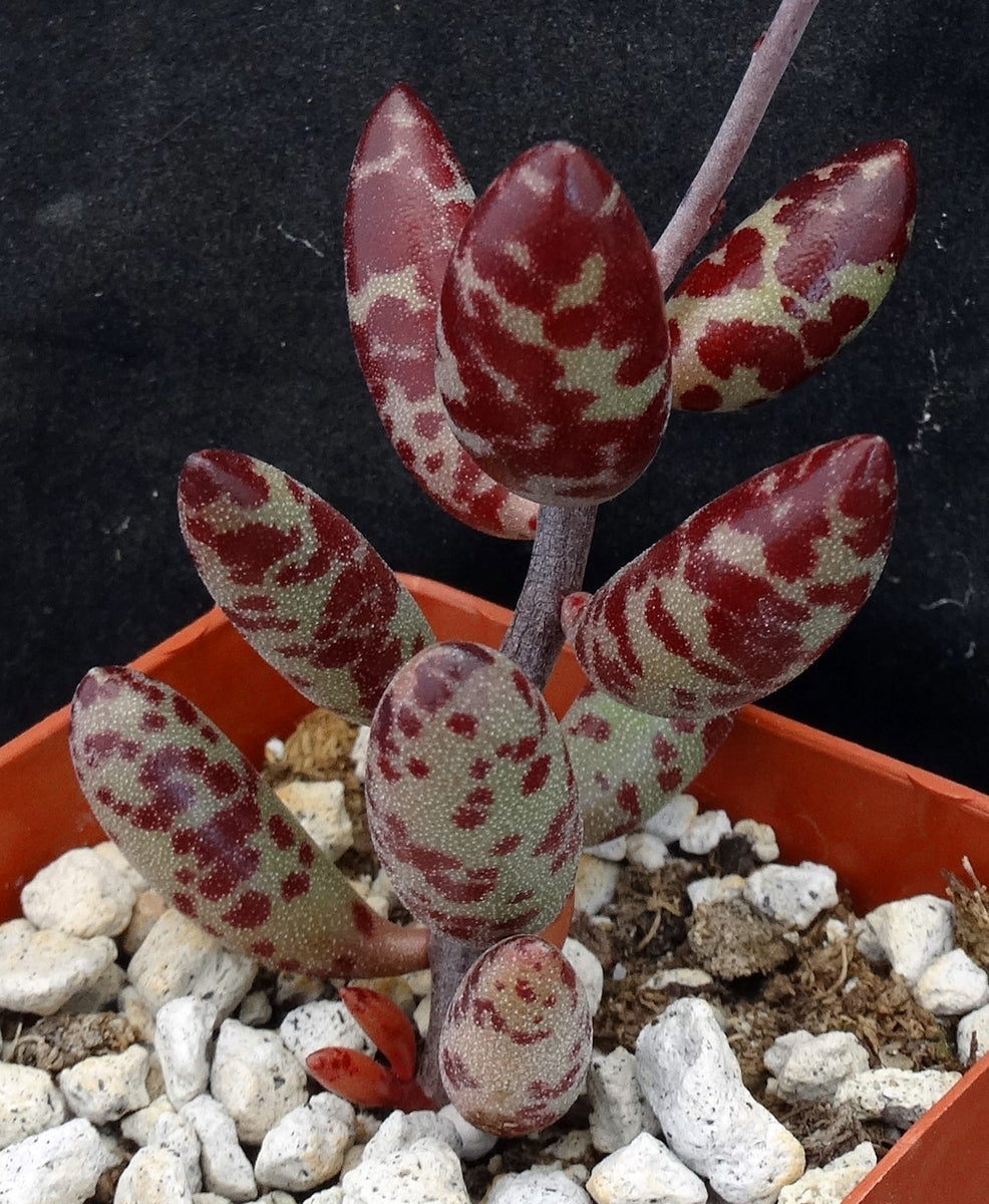red and green striped succulent Adromischus filicaulis – Kyle's Plants