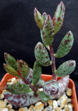 Load image into Gallery viewer, Adromischus filicaulis