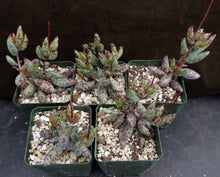 Load image into Gallery viewer, Adromischus filicaulis