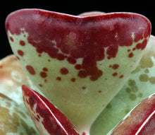 Load image into Gallery viewer, Adromischus maculatus 'Coral Hearts'