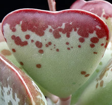 Load image into Gallery viewer, Adromischus maculatus 'Coral Hearts'